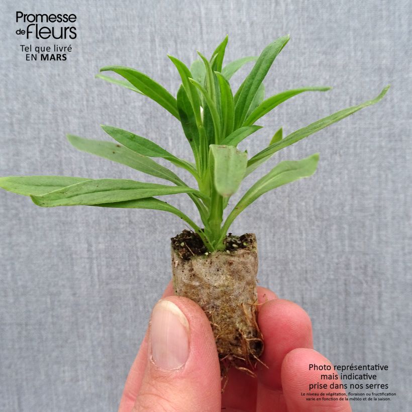 Exemplaar van Bracteantha bracteata Heliana Wit - Strobloem Mini-mot Ø 1,5/2,5 cm zoals geleverd in de lente