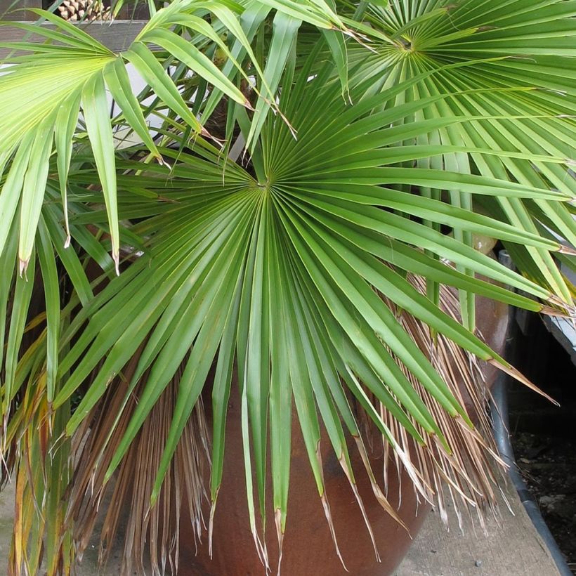 Brahea calcarea - Mexicaanse palm (Blad)
