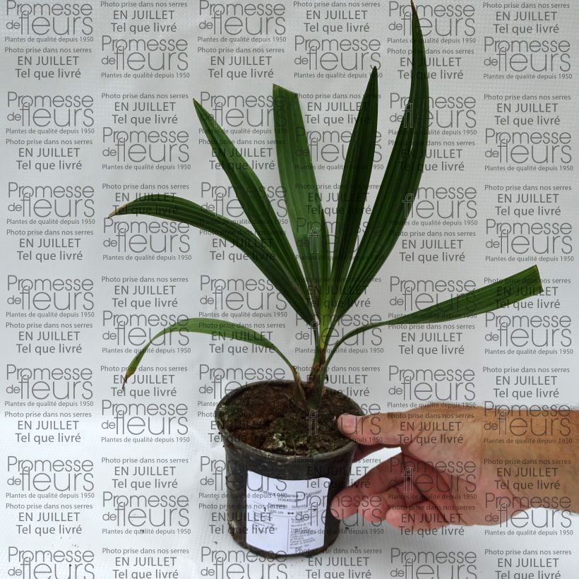 Exemplaar van Brahea calcarea - Mexicaanse palm Pot van 12 cm / 13 cm zoals geleverd in de zomer