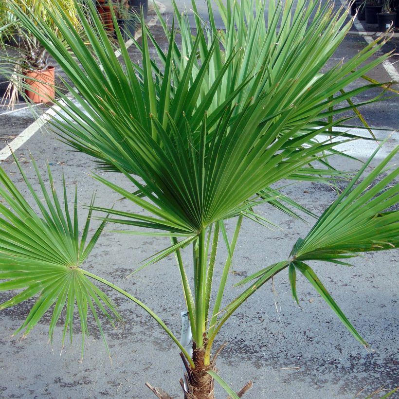 Brahea edulis - Guadalupe palm (Plant habit)