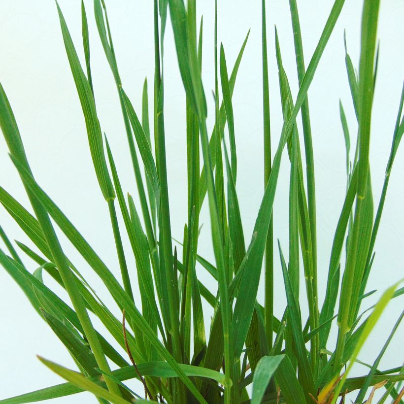 Briza media - Bevertjes (Blad)