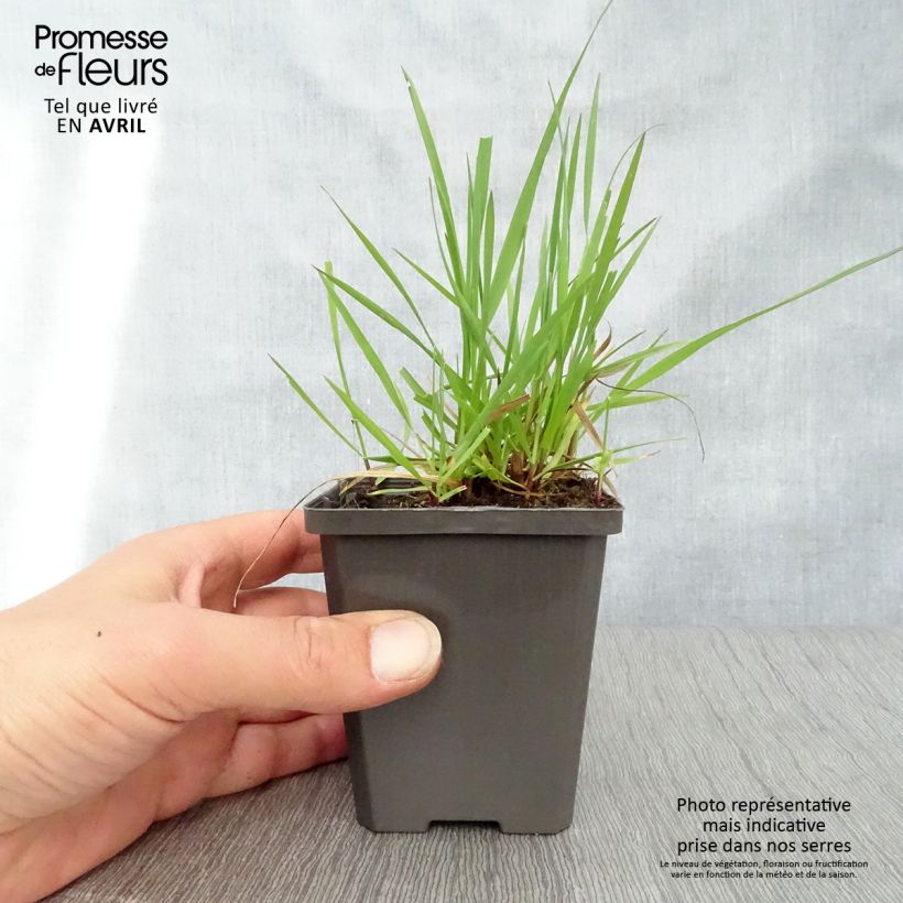 Exemplaar van Briza media - Bevertjes Kweekpotje van 7/8 cm zoals geleverd in de lente