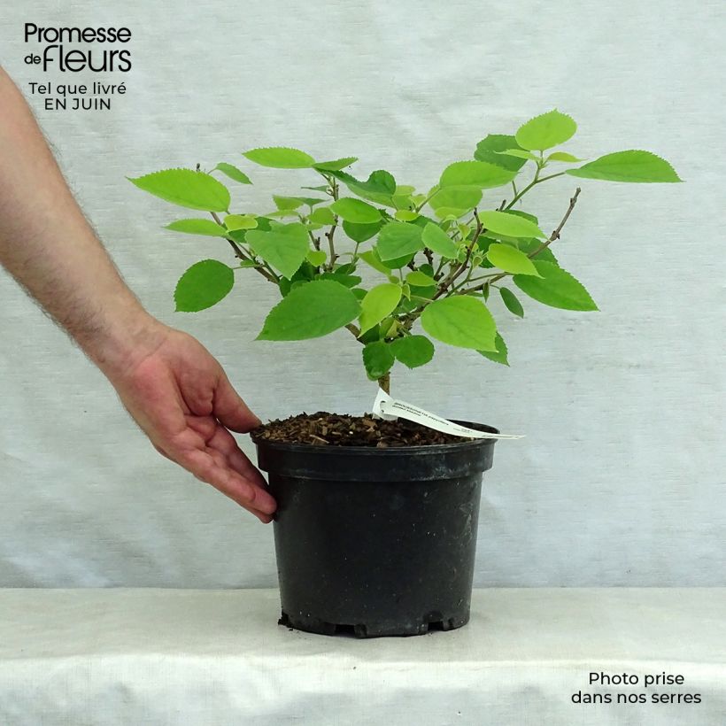 Exemplaar van Broussonetia papyrifera Golden Shadow - Papiermoerbei Pot van 4 l/5 l zoals geleverd in de zomer