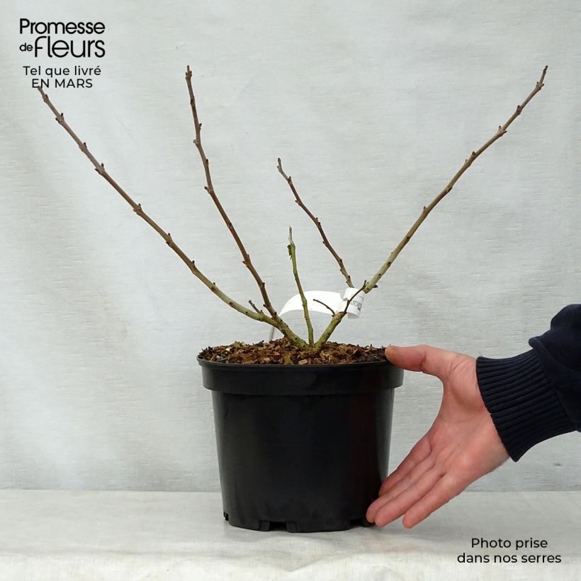 Exemplaar van Broussonetia papyrifera Golden Shadow - Papiermoerbei Pot van 4 l/5 l zoals geleverd in de lente