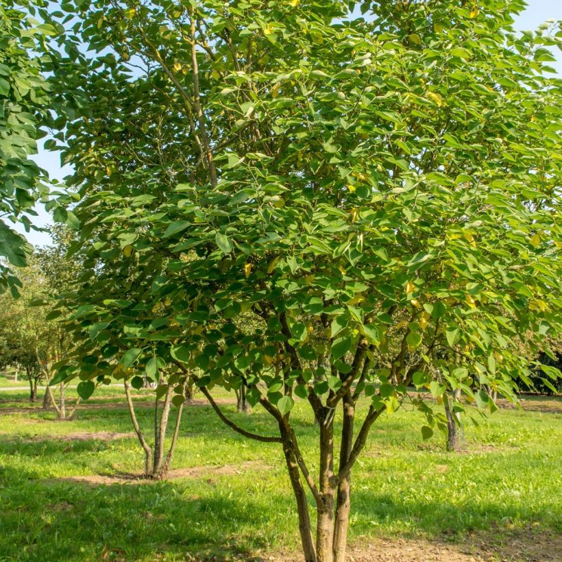 Broussonetia papyrifera - Papiermoerbei (Groeiplaats)