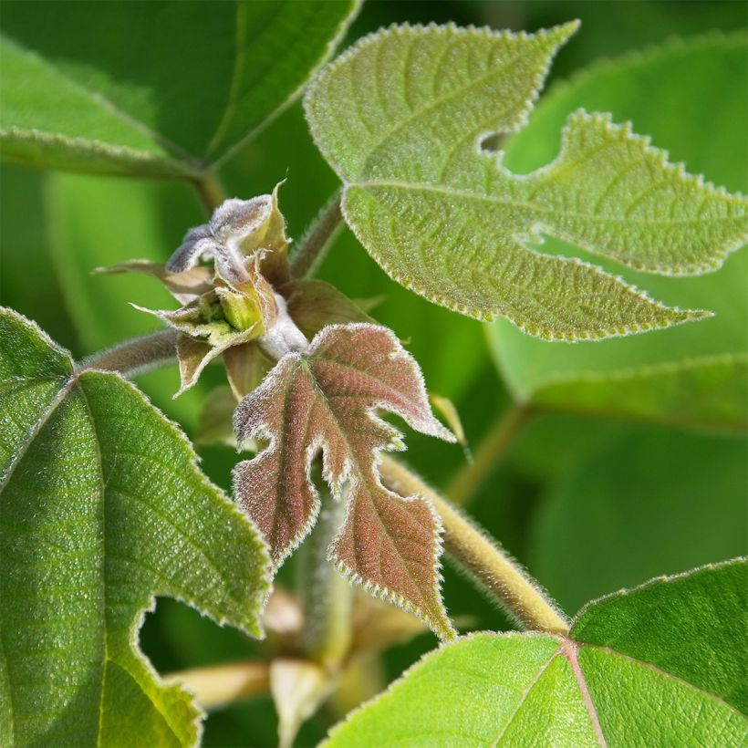 Broussonetia papyrifera - Papiermoerbei (Blad)