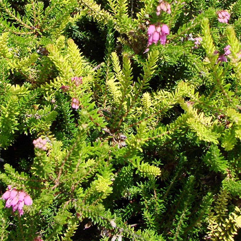 Bruckenthalia spiculifolia (Blad)