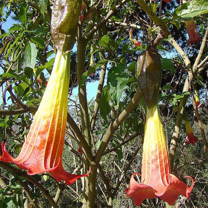 Brugmansia sanguinea - Rode engelenbazuin (Flowering)