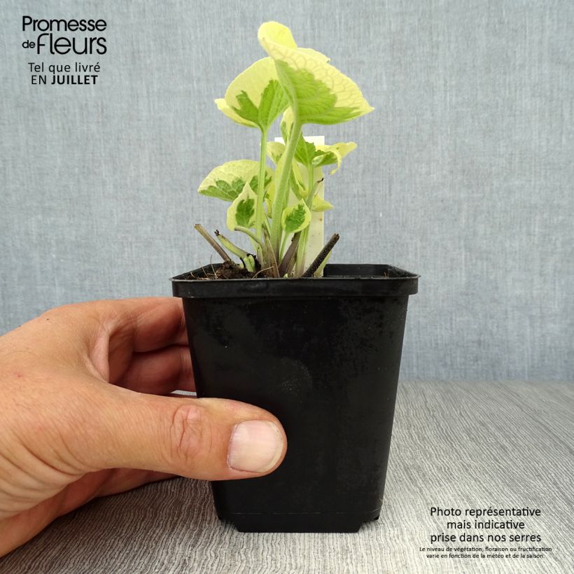Exemplaar van Brunnera macrophylla Variegata - Kaukasisch vergeet-mij-nietje Kweekpotje van 8/9 cm zoals geleverd in de zomer