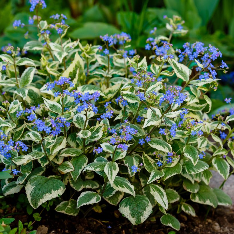 Brunnera macrophylla Variegata - Kaukasisch vergeet-mij-nietje (Groeiplaats)
