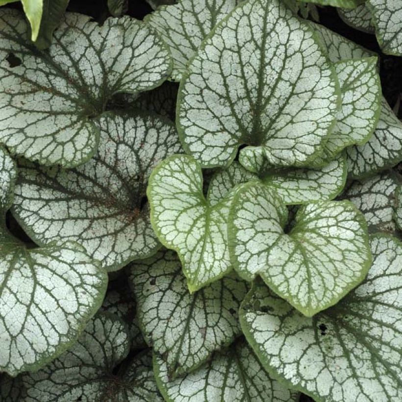Brunnera macrophylla Jack Frost - Kaukasisch vergeet-mij-nietje (Blad)