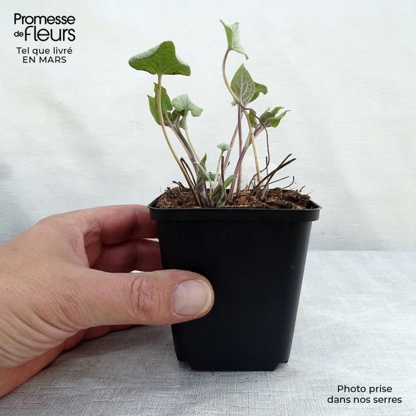 Example of Brunnera macrophylla Alexanders Great - Kaukasisch vergeet-mij-nietje Kweekpotje van 8/9 cm as you get in printemps