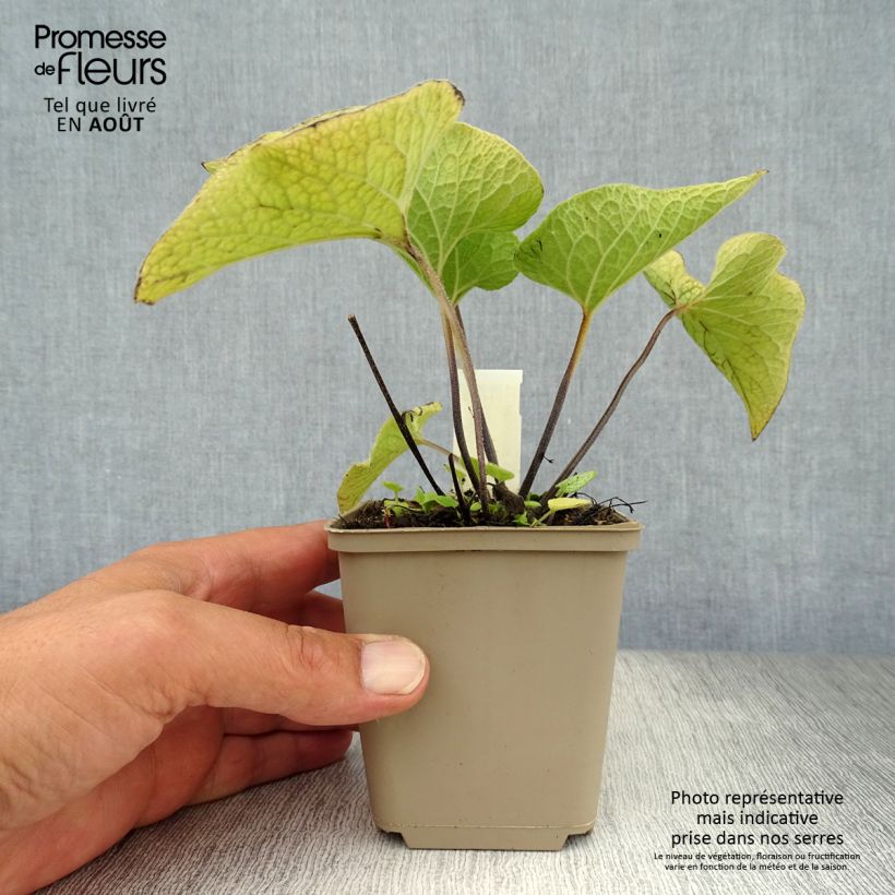 Exemplaar van Brunnera macrophylla Alexanders Great - Kaukasisch vergeet-mij-nietje Kweekpotje van 8/9 cm zoals geleverd in de zomer