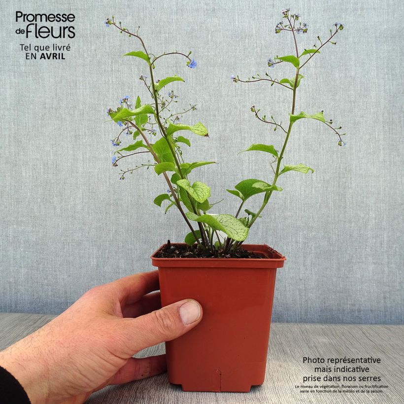 Exemplaar van Brunnera macrophylla Alexanders Great - Kaukasisch vergeet-mij-nietje Pot van 1 l/1,5 l zoals geleverd in de lente