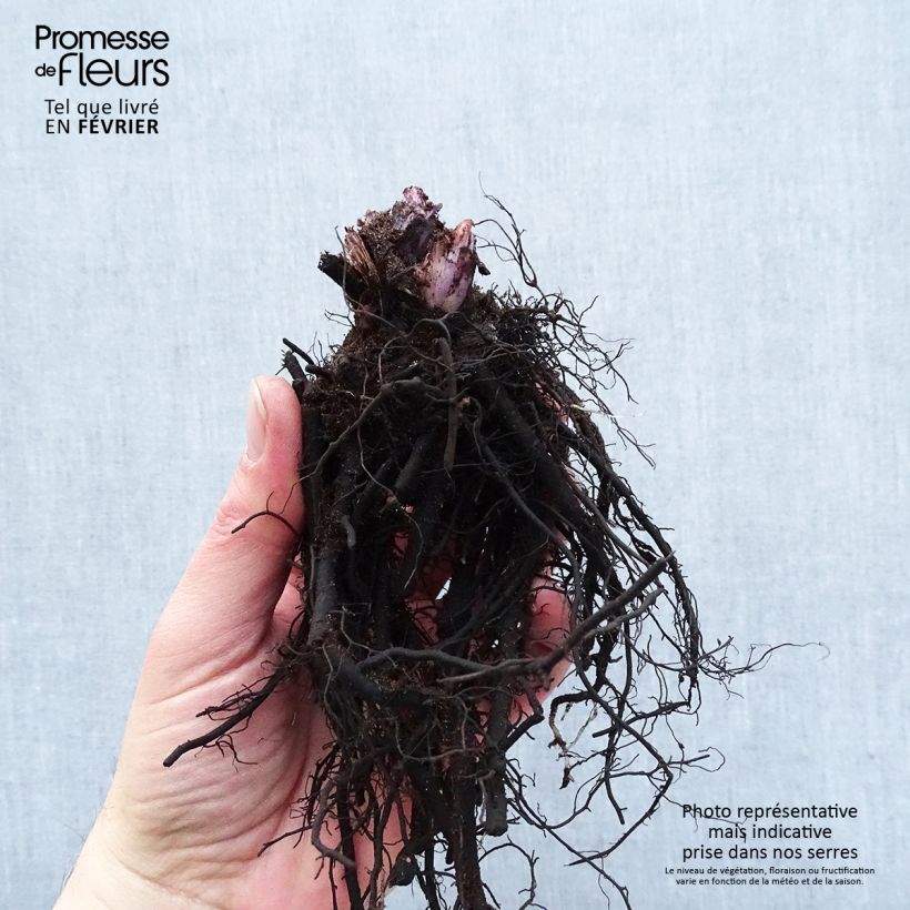 Example of Brunnera macrophylla Alexanders Great - Kaukasisch vergeet-mij-nietje Naakte wortel as you get in hiver