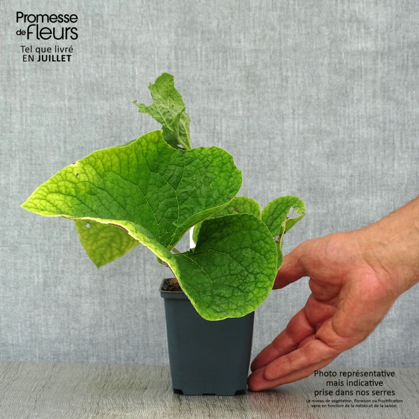 Exemplaar van Brunnera macrophylla Betty Bowring - Kaukasisch vergeet-mij-nietje Kweekpotje van 8/9 cm zoals geleverd in de zomer