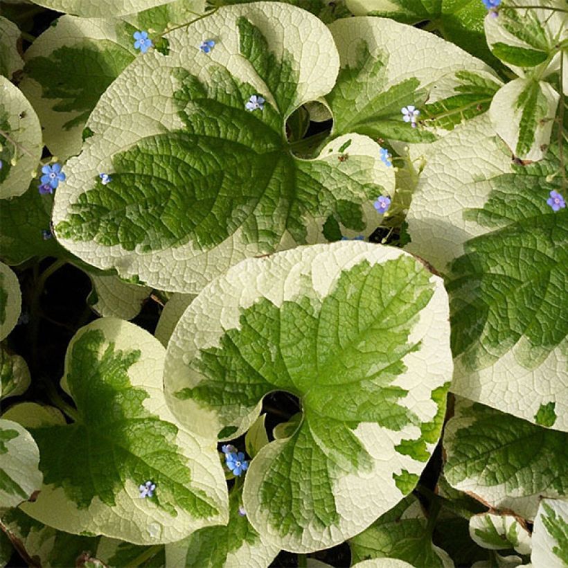 Brunnera macrophylla Dawson s White - Kaukasisch vergeet-mij-nietje (Foliage)