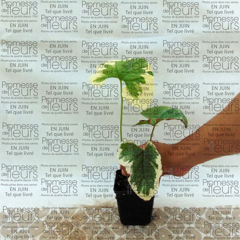 Example of Brunnera macrophylla Dawson s White - Kaukasisch vergeet-mij-nietje Kweekpotje van 8/9 cm as you get