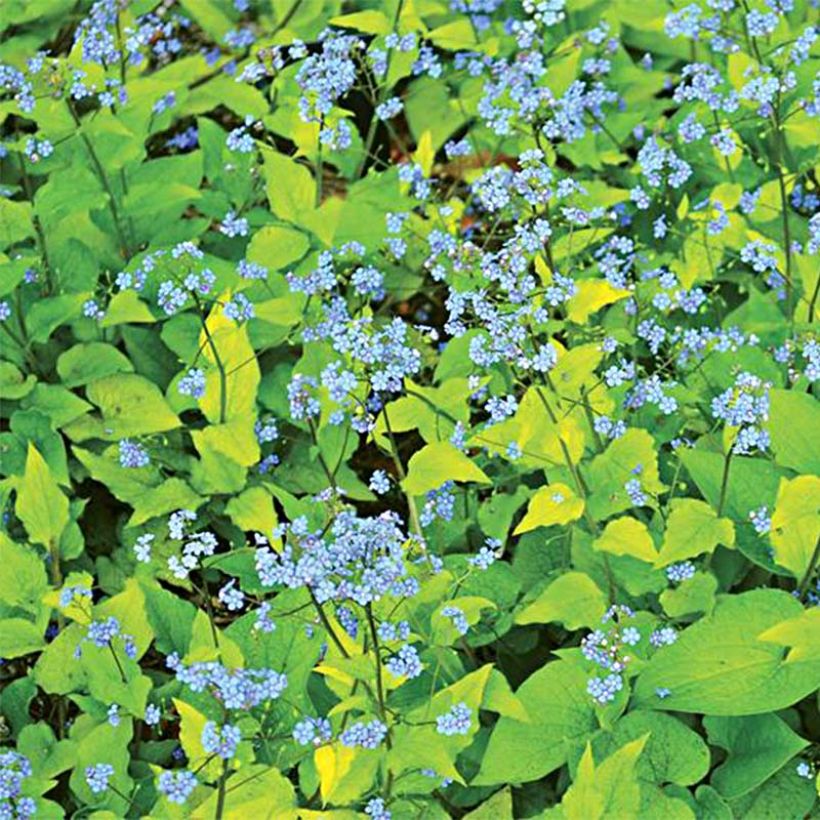 Brunnera macrophylla Dianes Gold - Kaukasisch vergeet-mij-nietje (Flowering)