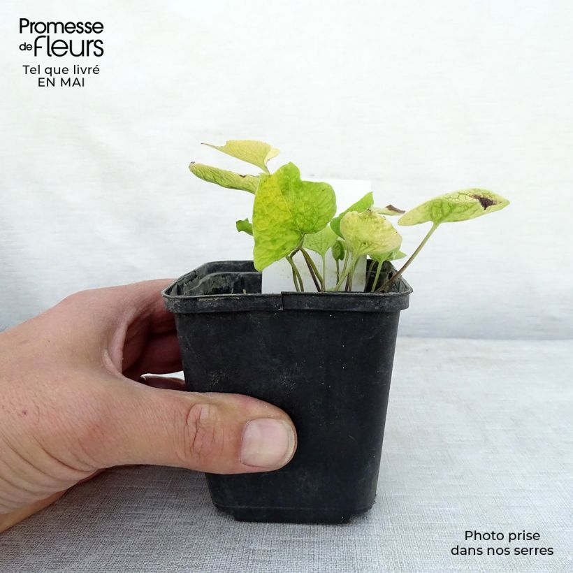 Example of Brunnera macrophylla Dianes Gold - Kaukasisch vergeet-mij-nietje Kweekpotje van 8/9 cm as you get in printemps