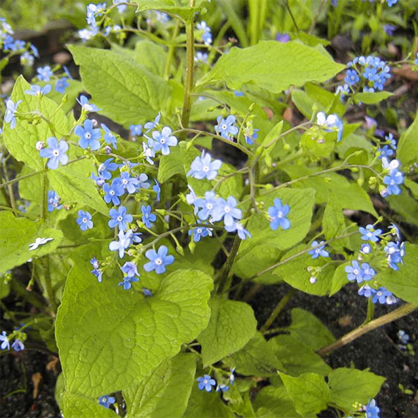 Brunnera macrophylla Green Gold - Kaukasisch vergeet-mij-nietje (Groeiplaats)