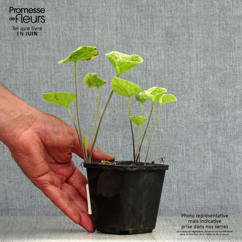 Exemplaar van Brunnera macrophylla Hadspen cream - Kaukasisch vergeet-mij-nietje Kweekpotje van 8/9 cm zoals geleverd in de zomer