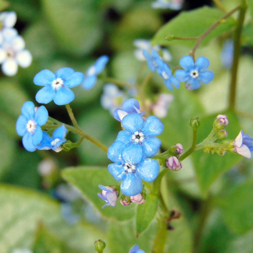Brunnera macrophylla Jack Frost - Kaukasisch vergeet-mij-nietje (Bloei)
