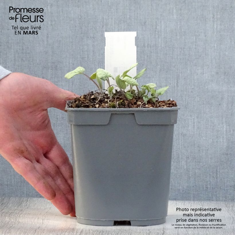 Exemplaar van Brunnera macrophylla Jack Frost - Kaukasisch vergeet-mij-nietje Pot van 2 l/3 l zoals geleverd in de lente