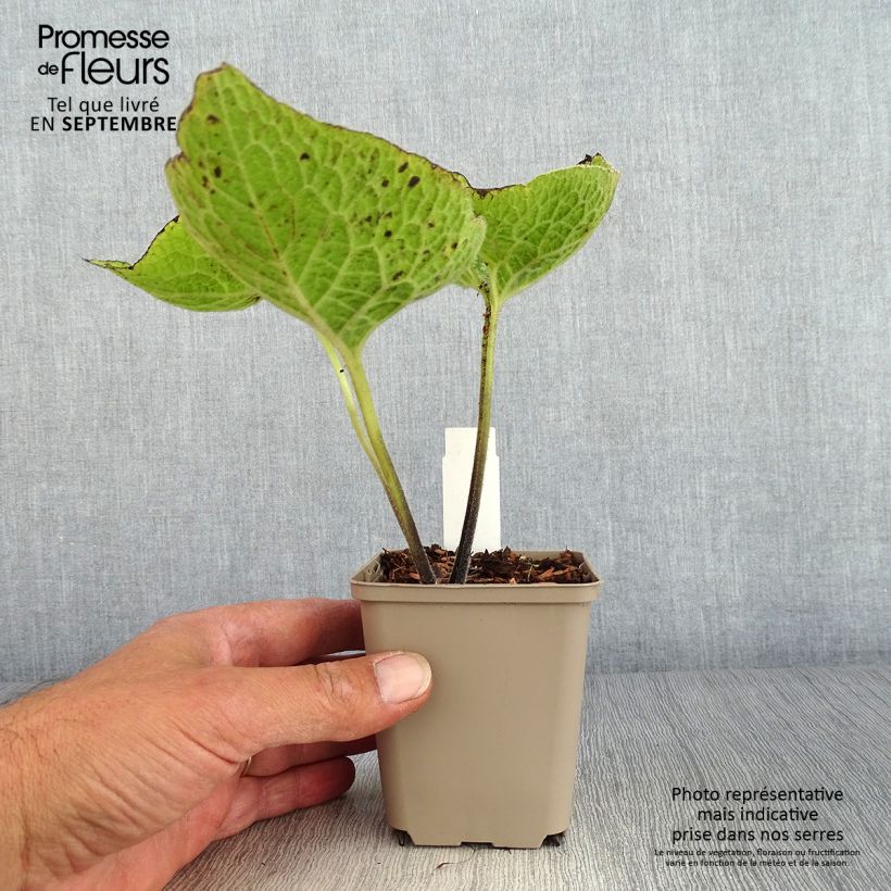 Exemplaar van Brunnera macrophylla Jack of Diamonds - Kaukasisch vergeet-mij-nietje Kweekpotje van 8/9 cm zoals geleverd in de herfst