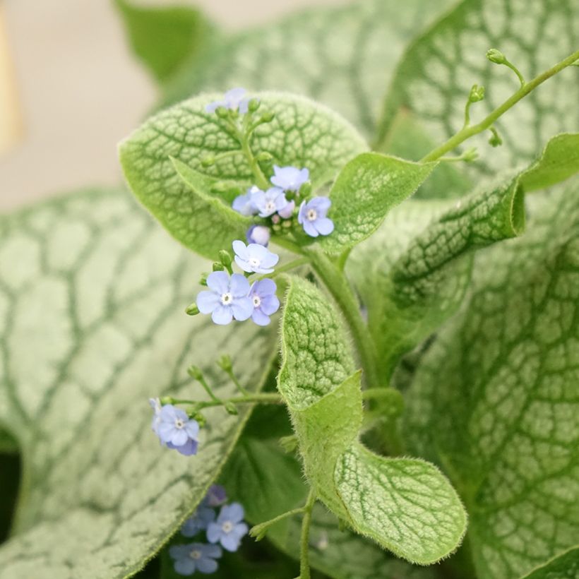 Brunnera macrophylla Jack of Diamonds - Kaukasisch vergeet-mij-nietje (Bloei)