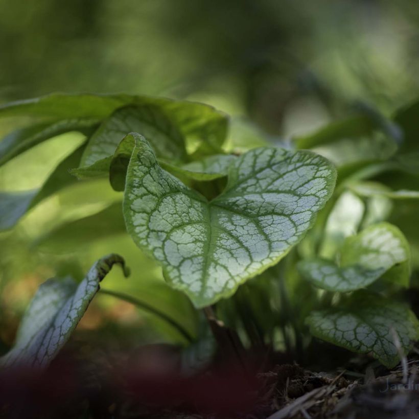 Brunnera macrophylla Jacks Gold - Kaukasisch vergeet-mij-nietje (Blad)