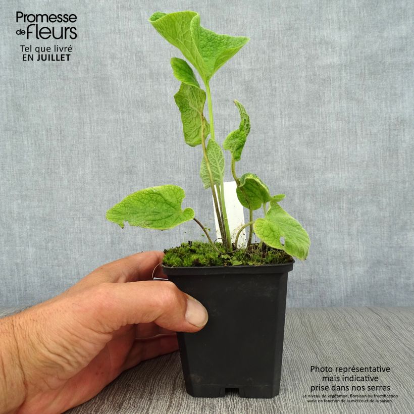 Exemplaar van Brunnera macrophylla Langtrees - Kaukasisch vergeet-mij-nietje Kweekpotje van 8/9 cm zoals geleverd in de zomer