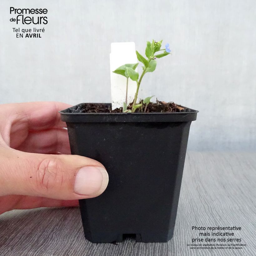 Example of Brunnera macrophylla Langtrees - Kaukasisch vergeet-mij-nietje Kweekpotje van 8/9 cm as you get in printemps