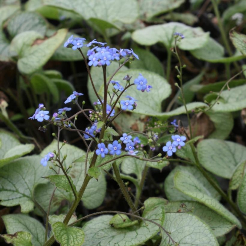 Brunnera macrophylla Looking Glass - Kaukasisch vergeet-mij-nietje (Groeiplaats)