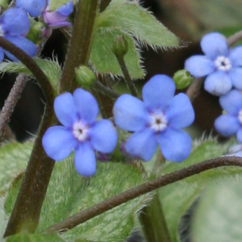 Brunnera macrophylla Looking Glass - Kaukasisch vergeet-mij-nietje (Bloei)