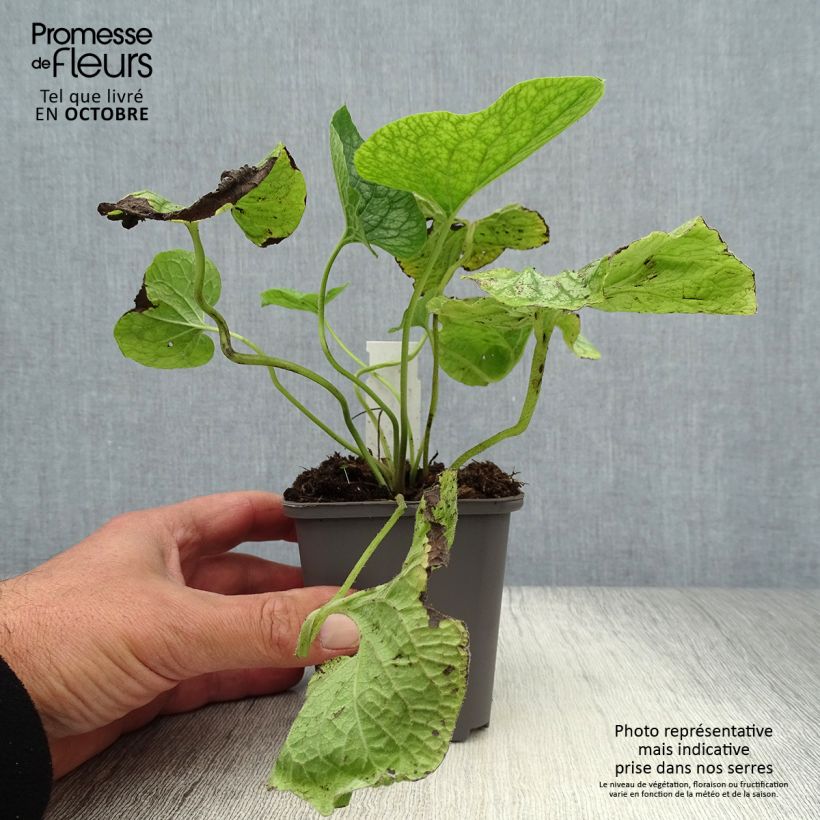Exemplaar van Brunnera macrophylla Mr Morse - Kaukasisch vergeet-mij-nietje Kweekpotje van 8/9 cm zoals geleverd in de herfst