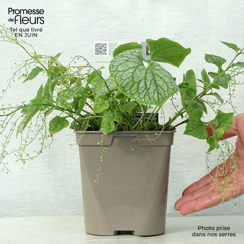 Exemplaar van Brunnera macrophylla Mr Morse - Kaukasisch vergeet-mij-nietje Pot van 2 l/3 l zoals geleverd in de zomer