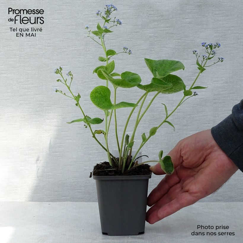 Example of Brunnera macrophylla - Kaukasisch vergeet-mij-nietje Kweekpotje van 8/9 cm as you get in printemps