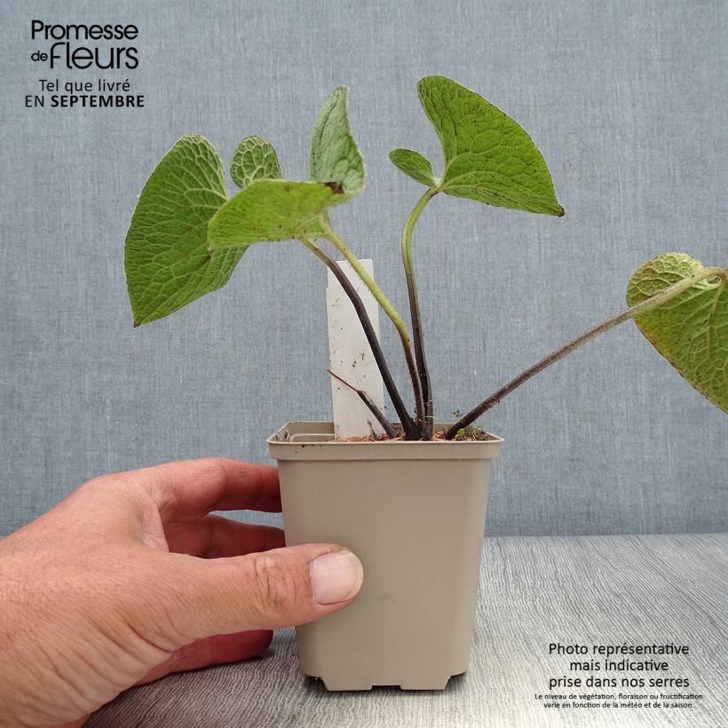 Exemplaar van Brunnera macrophylla Queen of Hearts - Kaukasisch vergeet-mij-nietje Kweekpotje van 8/9 cm zoals geleverd in de herfst