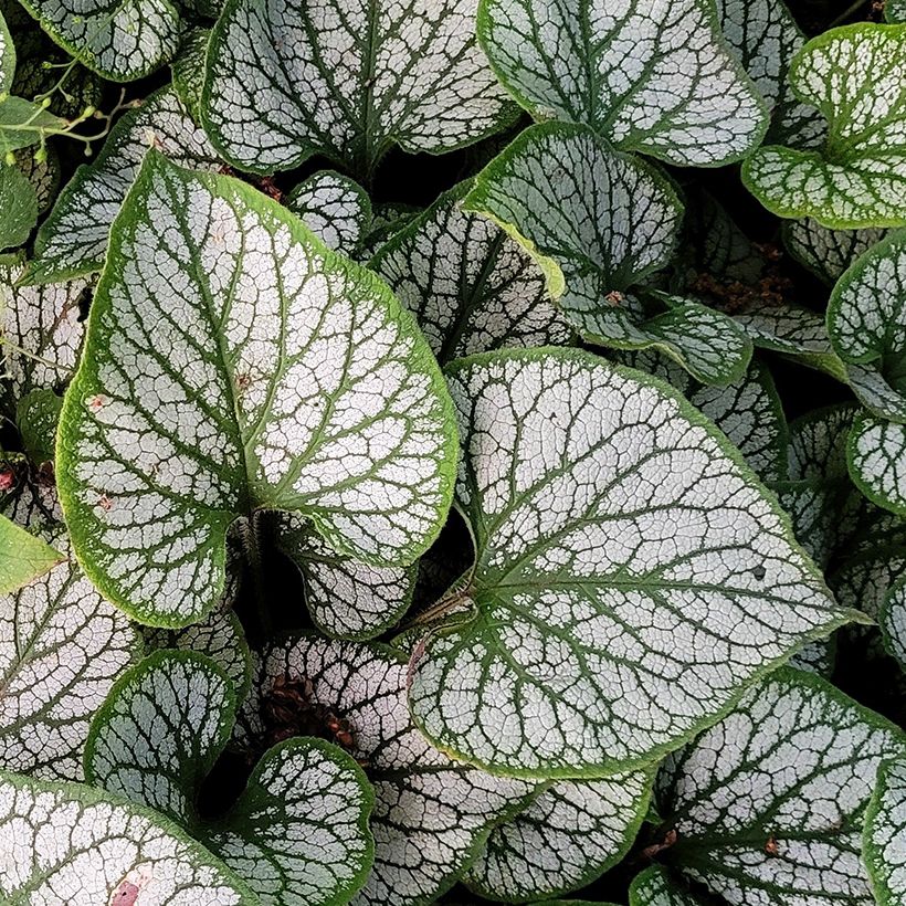 Brunnera macrophylla Queen of Hearts - Kaukasisch vergeet-mij-nietje (Blad)