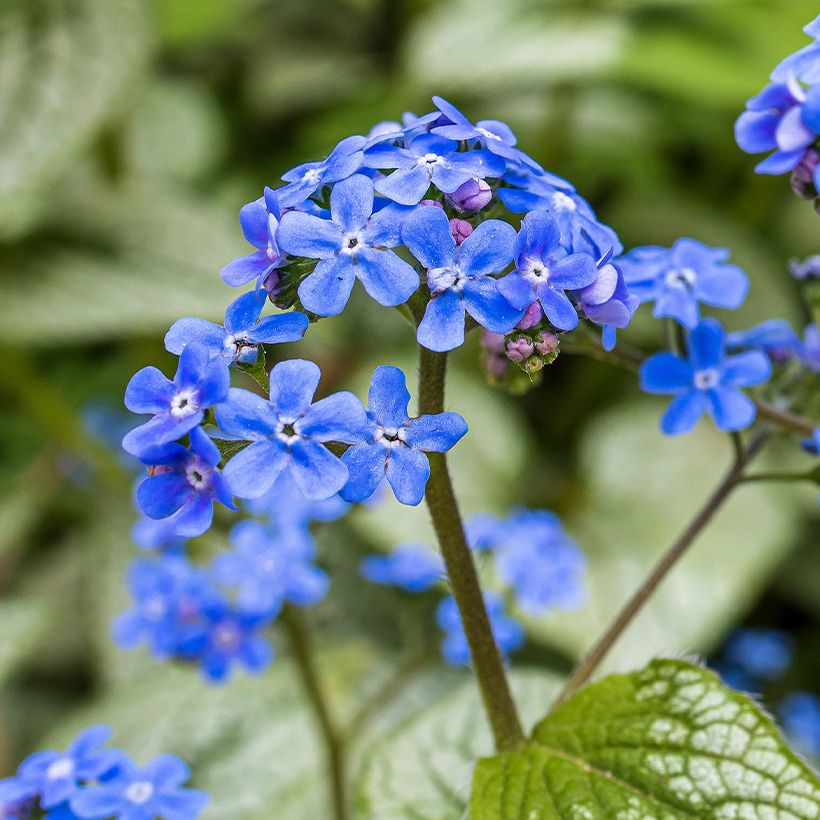 Brunnera macrophylla Queen of Hearts - Kaukasisch vergeet-mij-nietje (Bloei)