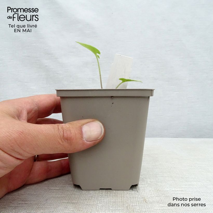 Exemplaar van Brunnera macrophylla Silver Heart - Kaukasisch vergeet-mij-nietje Kweekpotje van 8/9 cm zoals geleverd in de lente