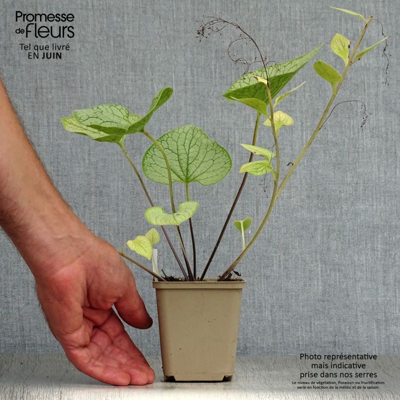 Exemplaar van Brunnera macrophylla Silver Heart - Kaukasisch vergeet-mij-nietje Kweekpotje van 8/9 cm zoals geleverd in de zomer