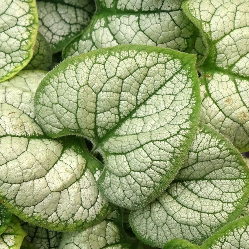 Brunnera macrophylla Silver Heart - Kaukasisch vergeet-mij-nietje (Blad)
