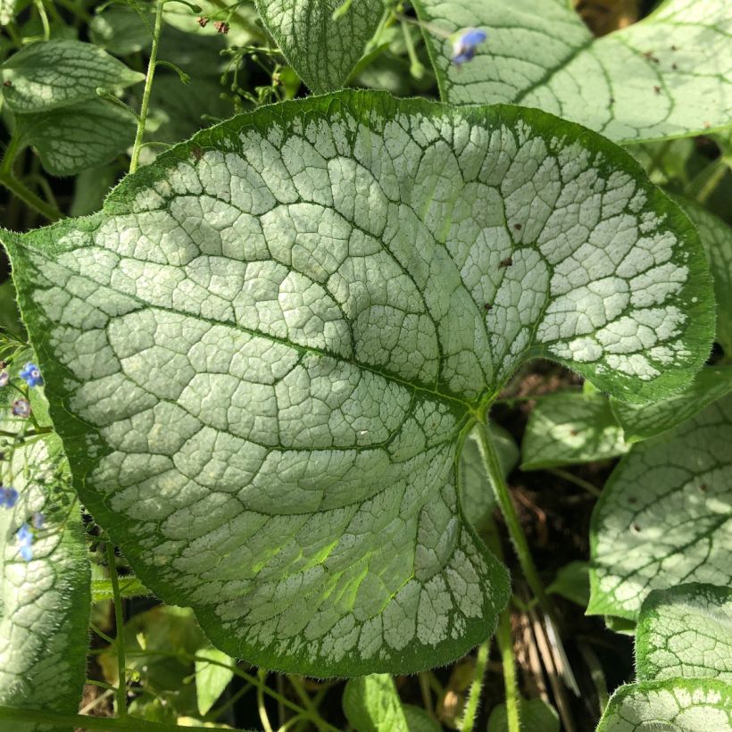 Brunnera macrophylla Silver Heart - Kaukasisch vergeet-mij-nietje (Blad)
