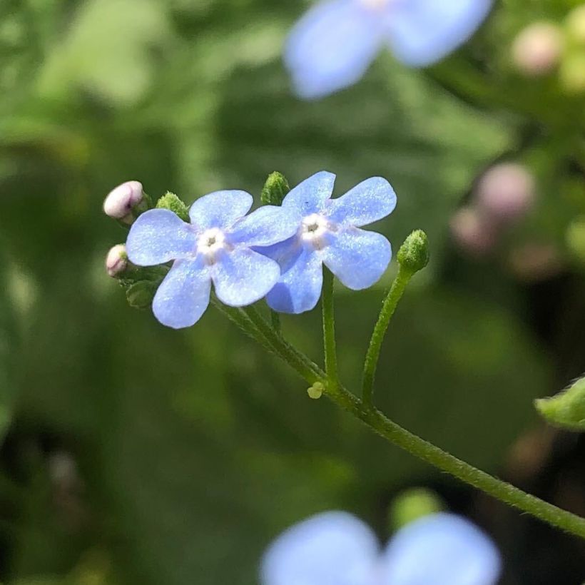 Brunnera macrophylla Silver Heart - Kaukasisch vergeet-mij-nietje (Bloei)