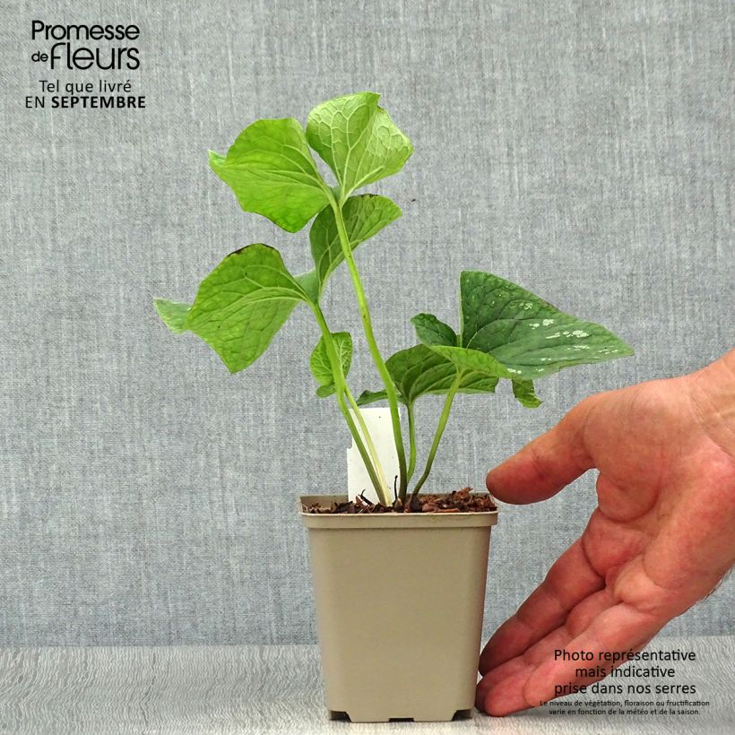 Exemplaar van Brunnera macrophylla White Zebra - Kaukasisch vergeet-mij-nietje Kweekpotje van 8/9 cm zoals geleverd in de herfst
