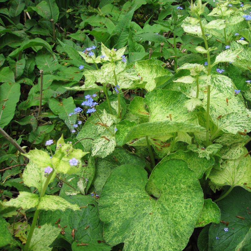 Brunnera macrophylla Yellow spring - Kaukasisch vergeet-mij-nietje (Blad)