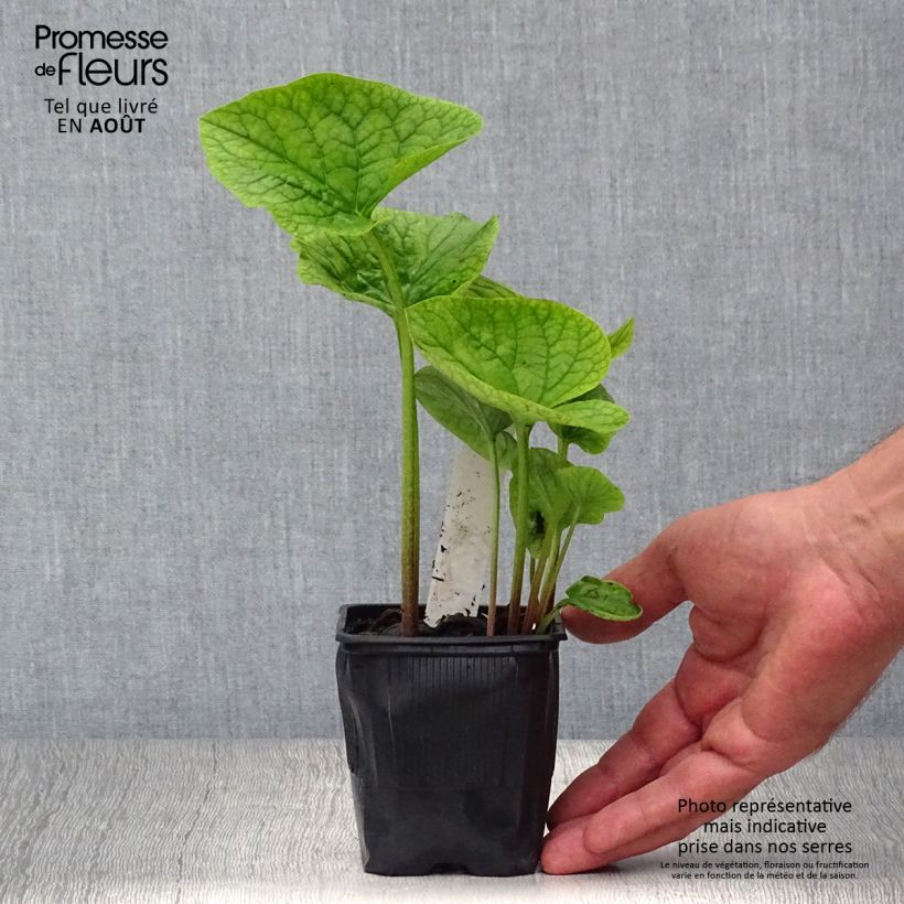 Exemplaar van Brunnera sibirica - Kaukasisch vergeet-mij-nietje Kweekpotje van 8/9 cm zoals geleverd in de zomer