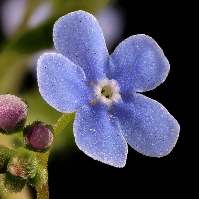 Brunnera sibirica - Kaukasisch vergeet-mij-nietje (Bloei)